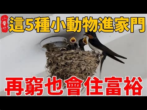 飛蛾在門口|為何飛蛾突襲家中？